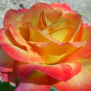 Alinka - trandafiri - www.ioanarose.ro